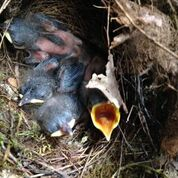 boys boarding school students discover birds nest